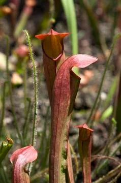 Maroon pitfall pitcher plants Stock Photos