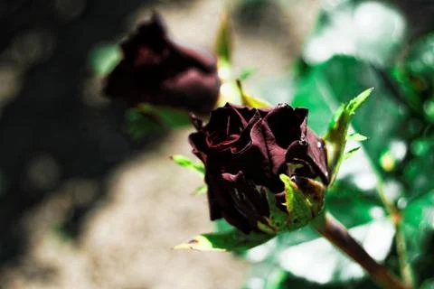 Maroon roses Stock Photos