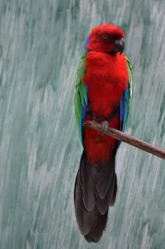 Maroon shining parrot Stock Photos