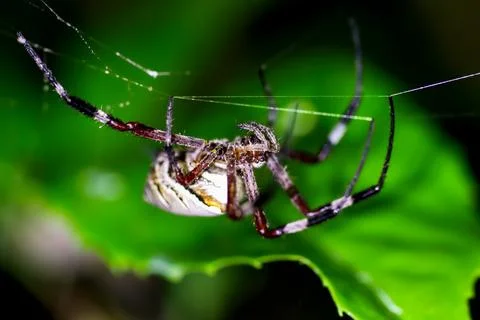A maroon spider hangs on a spider web at night. Stock Photos