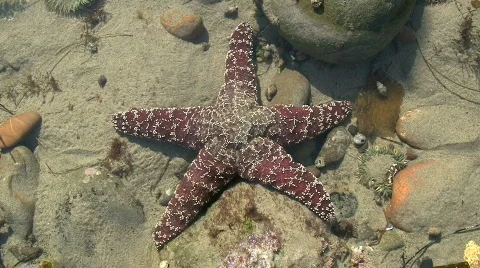 Maroon Starfish In Tide Pool Stock Footage 576078