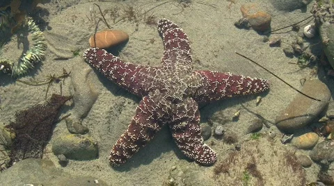 Maroon Starfish In Tide Pool Stockbeeldmateriaal 576850