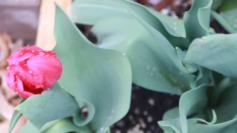 Maroon tulips Stock-Footage 88483549