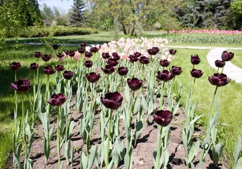 Maroon tulips Stock Photos