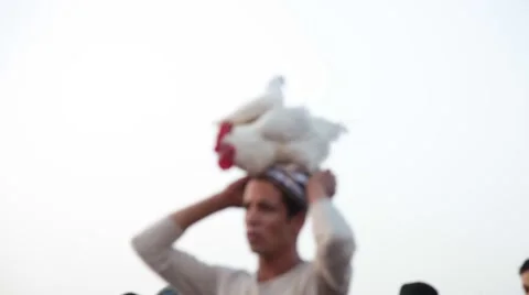 Marrakech - Man with two chickens on his head Video stock 40496640