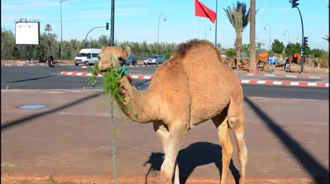 Marrakech Morocco close up of camel eating grass on street near the Mosque Stock-Footage 47341757