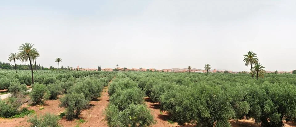 Marrakech panorama Stock Photos