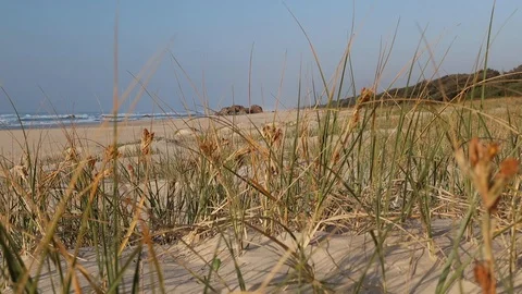 Marram beach grass on Australian beach on sunny day Stock Footage 116012464