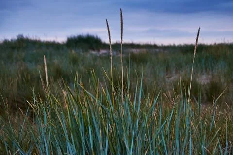 Marram grass at the beach Stock Photos