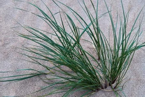 Marram grass at the beach 库存照片