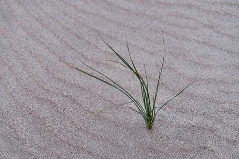Marram grass at the beach 库存照片