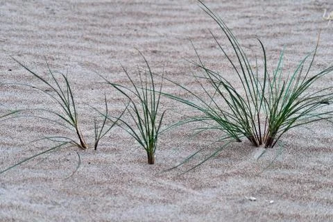 Marram grass at the beach Stock Photos