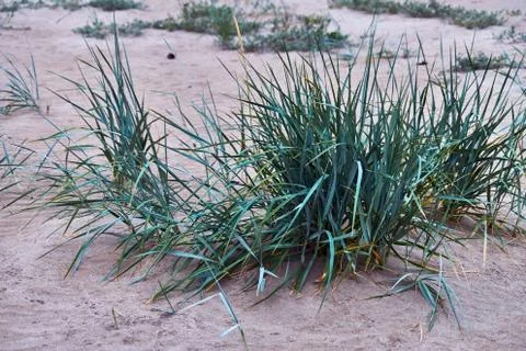 Marram grass at the beach Stock Photos