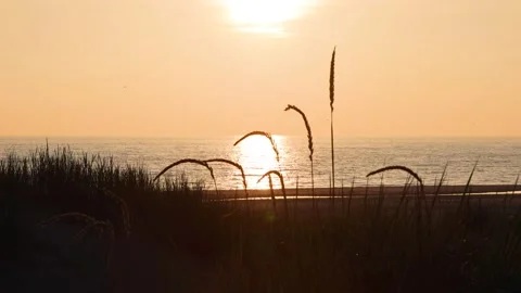 Marram grass at the beach with sundown Stock Footage 218265155