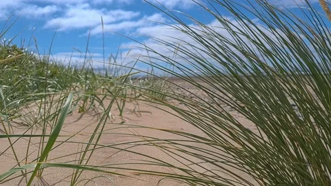 Marram grass blowing in the breeze Stockbeeldmateriaal 202068198