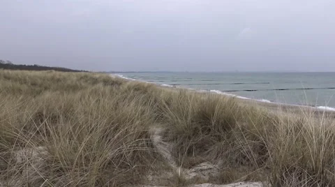Marram grass blowing in the wind Stock Footage 61847644