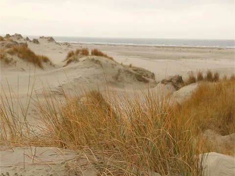 Marram grass blowing in the wind in front of dune coast in romo, denmark Video stock 70903014