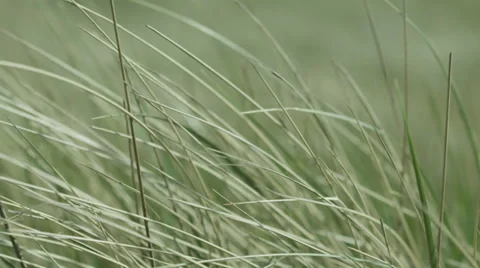 Marram grass Close Up Video stock 33062180