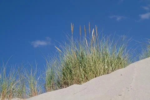 Marram grass on dune Stock Photos