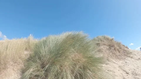 Marram grass on the dunes of Ouddorp blowing in the wind, Netherlands Stock Footage 142073256