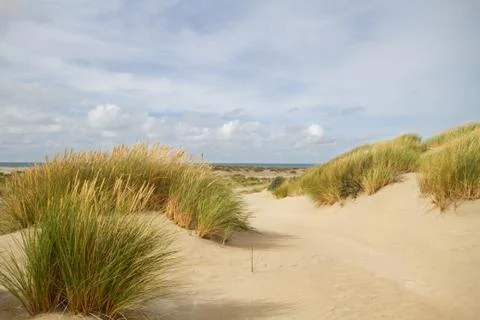 Marram grass on dunes Stock Photos