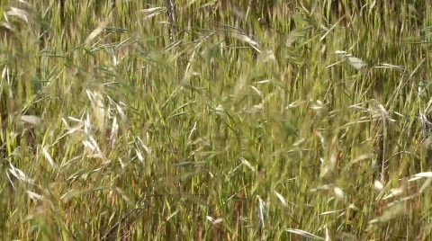Marram grass Видео 737757