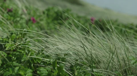 Marram grass Video stock 33063769