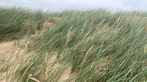 Marram Grass Vidéo 279597230