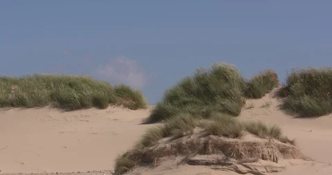 Marram grass grows in primary dune holding down wind-blown sand Stock Footage 98478825