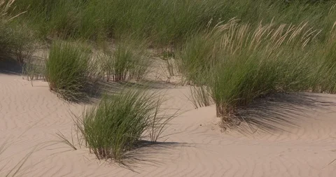 Marram grass grows in primary dune Stock Footage 98479099
