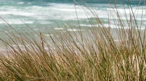 Marram Grass with ocean 스톡 동영상 10891416