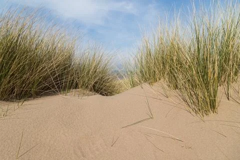 Marram grass on a sand dune Stock Photos