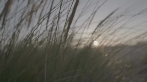 Marram Grass on Sand Dunes 2 Stock Footage