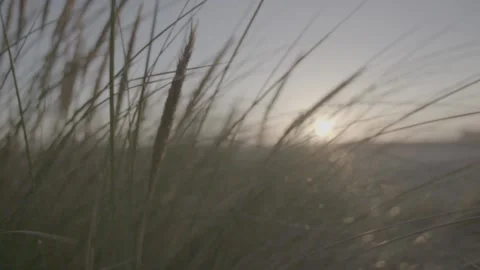 Marram Grass Sand Dunes Video stock 144819850