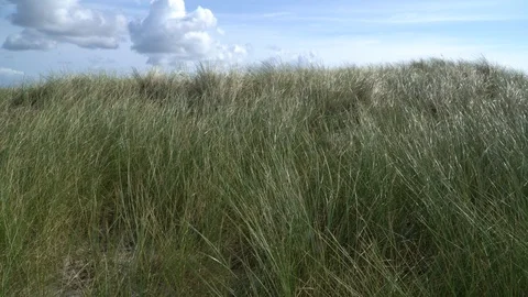 Marram grass on sand dunes moving in the wind, the blue sunny sky in the back Stock Footage 117673919