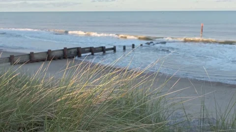 Marram grass with the sandy beach behind Video stock 253983676