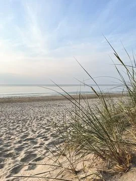 Marram grass on a sandy beach. Stock Photos