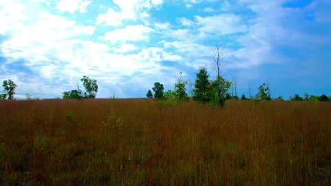 Marram Grass  Swaying In the Wind - Pan Right 動画素材 164276076