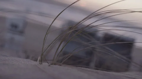 Marram grass sways in front of beach chairs Video stock 33042490
