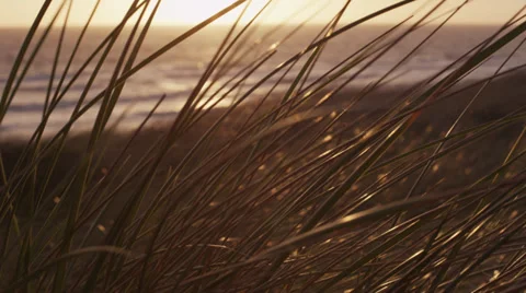 Marram grass sways in the wind Video stock 32998579