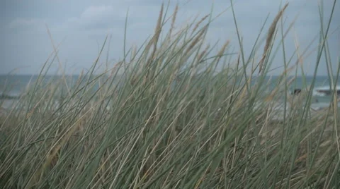 Marram grass in wind tracking, slow motion Stock Footage 56064818