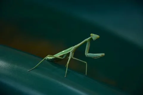 Marrano mantis 01 Foto stock