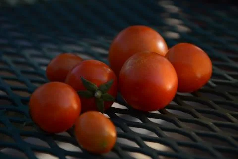 Marrano tomatoes 01 Foto stock
