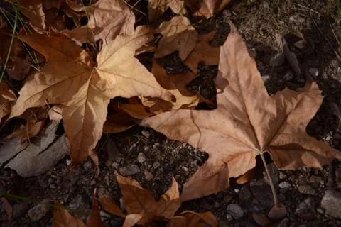 Marranoleaves03 Foto stock