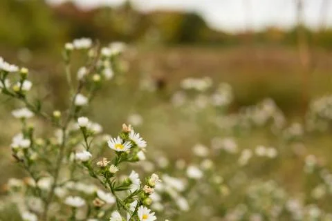 Marrett Road Flowers Stock Photos