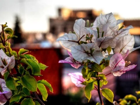 Marroco Stock Photos