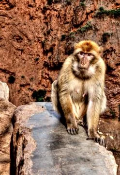 Marroco Stock Photos