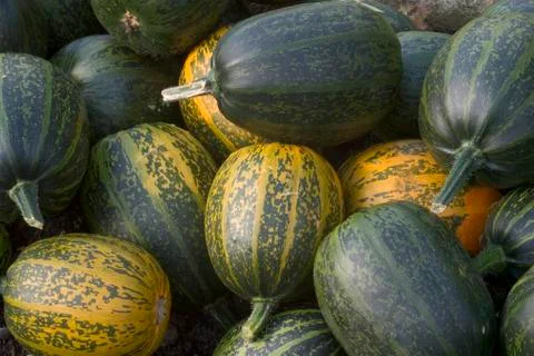 Marrow crop Stock Photos