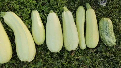 Marrow harvest on the grass Video stock 79670393