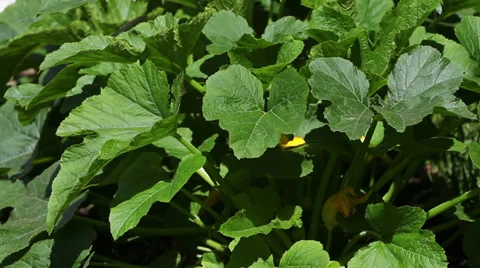 Marrow HD Stock Footage 30793928